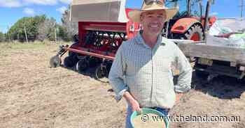 Dry summer at Ben Lomond prompts winter forage pasture plant as rains loom