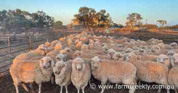 Click go the shears at Australia's largest operating sheep station Rawlinna