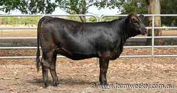 Online sale reflective of 20 years of dedication from the Introvigne family