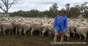 Now dispersed bloodlines win Boorowa maiden flock ewe competition