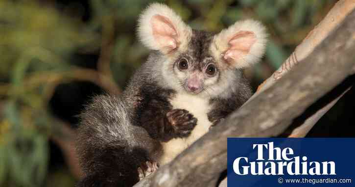 Threatened species: court asked to compel Australian ministers to create recovery plans
