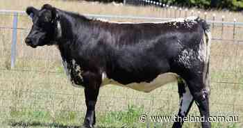 Deeargee Speckle Park reduction records excellent clearance and new clients