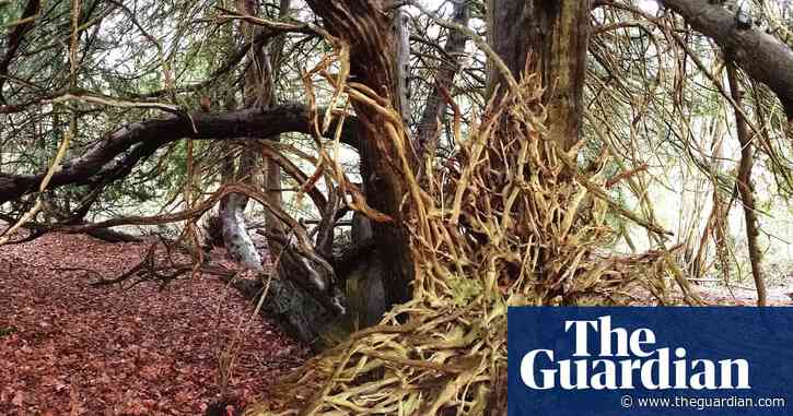 Country diary: Meeting a remarkable tree | Mark Cocker