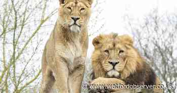 Hertfordshire Zoo to welcome two Asiatic lions to new Lions of India habitat