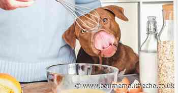 The perfect pancake for dogs as vet issues health warning to pet owners