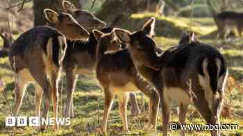 Your photos: Deer, sunsets and aerial views