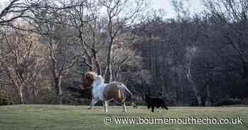 Photographer captures moment pony chased by dog let off lead in New Forest