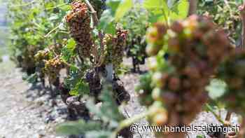 Wilde Reben sind ein Reservoir für eine Rebenkrankheit