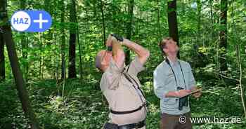 Viel Regen, hohe Temperaturen: So steht es um Hannovers Stadtwälder