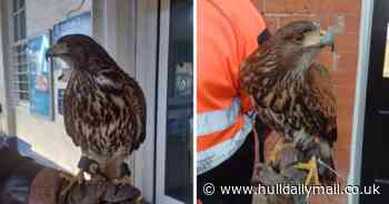 Hawks deployed at East Yorkshire train stations to combat 'pigeon problem'