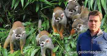 Groot verdriet in de dierentuin nadat zes aapjes omkomen bij brand: ‘Dit hoop je nooit mee te maken’