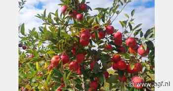 T&G Global: Minder verlies dan vorig jaar door groei in appelsegment