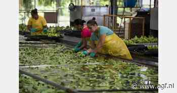 Minder bananen in eerste kwartaal door La Niña