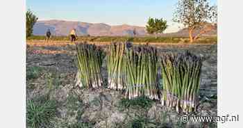 Grotere groene asperge-oogst verwacht dan vorig jaar