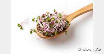 RASFF: Bacterie Bacillus Cereus in biologische radijsscheuten uit Duitsland