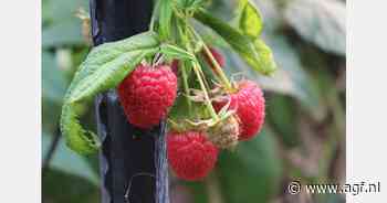 Lichte opbrengstdaling Mexicaanse blauwe bessen