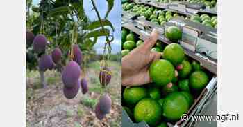 "Na kwaliteitsproblemen limes vestigt Brazilië hoop op mangoseizoen"
