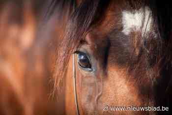 Politie en brandweer maken halfuurtje jacht op paard, dat rustig door centrum wandelt