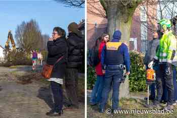 Ondanks vordering van 97.000 euro worden 60 jaar oude beuken Cardijnwijk gekapt: “Onze harten zijn gebroken. Zo’n beslissing draai je niet terug”