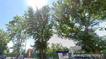 Lungotevere Flaminio, stop al taglio degli alberi. Servono altre verifiche sulla stabilità