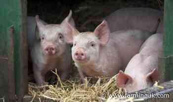 RSPCA Assured rolls out new animal welfare standards for pigs