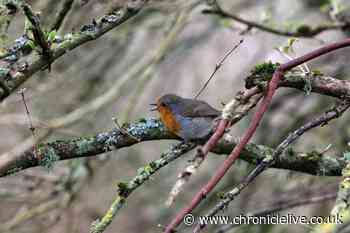 Crocuses burst into bloom to create purple carpet at Northumberland's Wallington Hall