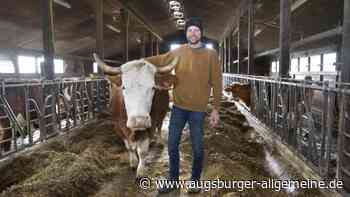 Landwirtschaft: Warum es in Bayern immer weniger Kühe gibt