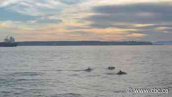 Rare dolphin sighting delights West Vancouver onlookers