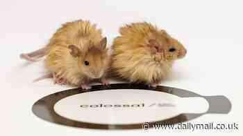 Meet the world's first woolly MOUSE: Scientists genetically engineer rodents with thick, fluffy coats - and say it could pave the way for the de-extinction of the mammoth