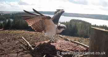 Hope ospreys can bounce back from 'worst ever year' in Northumberland as birds to return