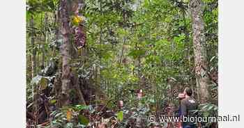 Forestwise zet zich in om ontbossing op Borneo te voorkomen