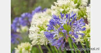 Het opschalen van de Nederlandse biologische sierteelt