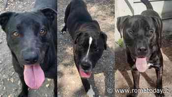 Calliope, Astra e Sansone jr, i dolcissimi cani che aspettano di essere adottati