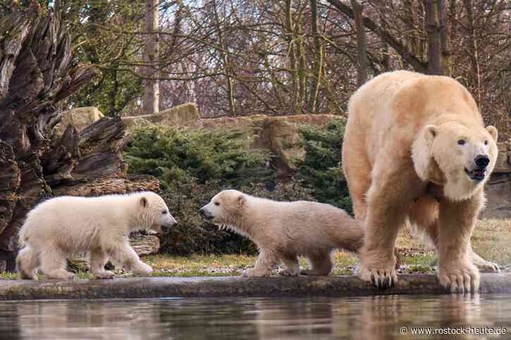 Nach über drei Jahren ziehen die Eisbärenzwillinge Kaja und Skadi in den Zoo nach Tallinn um. Voraussichtlich bis Ende März ist der Nachwuchs von Eisbärin Sizzel noch in Rostock zu erleben.