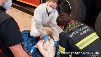 Not-OP auf der Feuerwache: Schwan kämpft nach Unfall ums Überleben