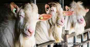 Man schiet op mekkerende geiten: politie ontdekt groot arsenaal wapens