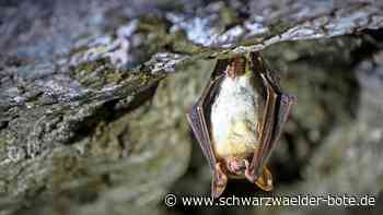 Hesse-Bahn  und Fledermausschutz: Althengstett muss erneut nachlegen