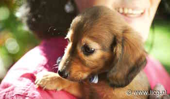 Pup kopen? Weet waar je op moet letten!
