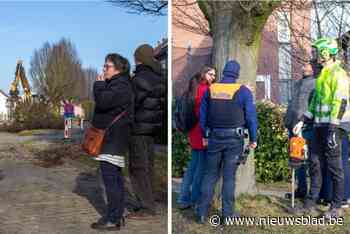 Ondanks vordering van 97.000 euro worden 60 jaar oude beuken gekapt: “Onze harten zijn gebroken. Zo’n beslissing draai je niet terug”