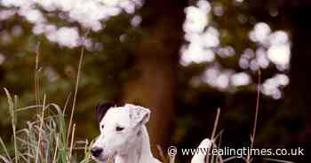 Chart-dropping: HMV dog hits record low