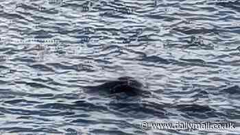 Best proof of the Loch Ness Monster yet: Man is stunned after spotting a dark mass near the surface