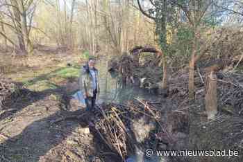Opmars van bever roept vragen op bij beschermd statuut: “Kosten lopen op tot 200.000 euro”