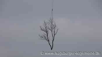 Fliegende Bäume bei Pitzling: Was steckt dahinter?