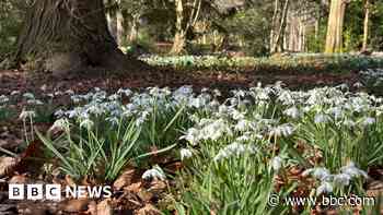 One millionth snowdrop planted in Wallington