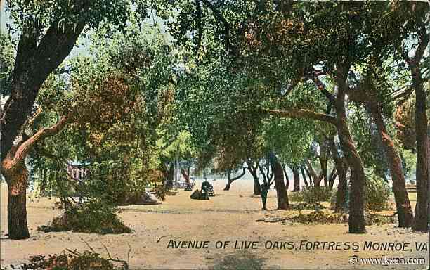 Trees to think about planting with the changing climate