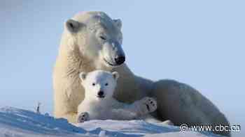 #TheMoment a Manitoba tour guide filmed a polar bear family video