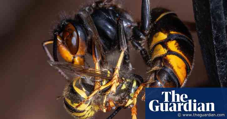 Invasive Asian hornets ‘preying on’ hundreds of native insect species in Europe