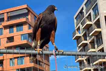 Roofvogel rust uit in winkelstraat, brandweer komt ter hulp