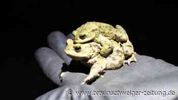 Straßensperrung – Krötenwanderungen in Stadt und Kreis Wolfenbüttel