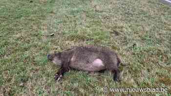 Everzwijn aangereden op ‘t Hasseltkiezel in Bree
